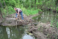 Rod Walton checks a beaver habitat on the Fermilab site