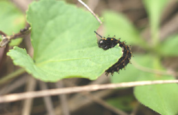 The violet host plants quickly became lunch for the very hungry caterpillar.