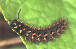 A Silver-bordered Fritillary caterpillar sitting on its host plant, a violet leaf.