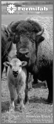 The Buffalo Pass that allows visitors to drive to the buffalo pasture on Fermilab's site.