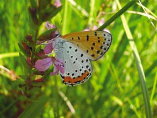 This butterfly is one of the many Bronze Coppers that Tom Peterson found in the Main Injector wetland mitigation area a few weeks ago. The growing number of wetland species butterflies, such as the Bronze Copper, in the mitigated area is a very good sign that the project is a success.