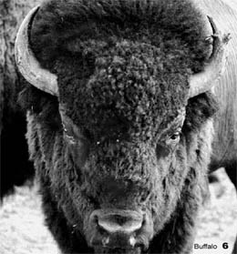 Buffalo